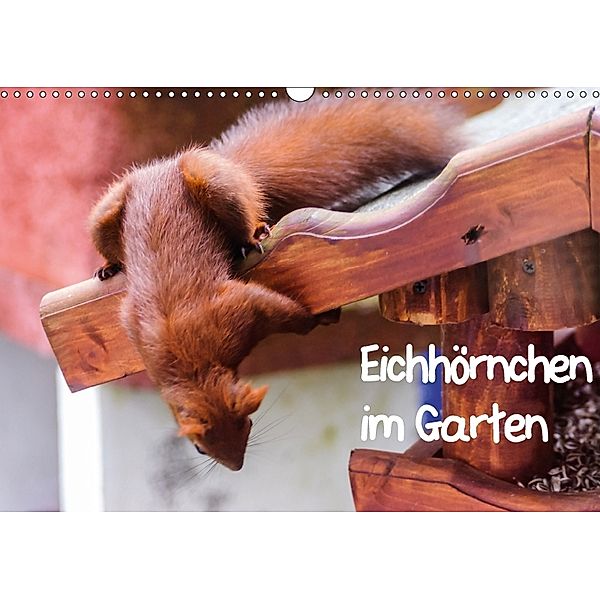 Eichhörnchen im Garten (Wandkalender 2018 DIN A3 quer), Carsten Jäger