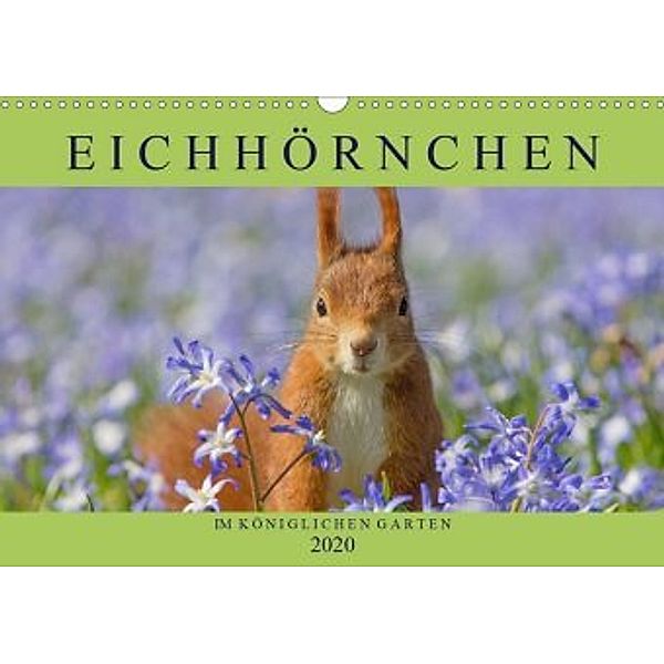 Eichhörnchen im Königlichen Garten (Wandkalender 2020 DIN A3 quer), Margret Brackhan