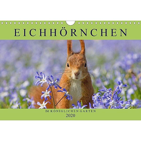 Eichhörnchen im Königlichen Garten (Wandkalender 2020 DIN A4 quer), Margret Brackhan