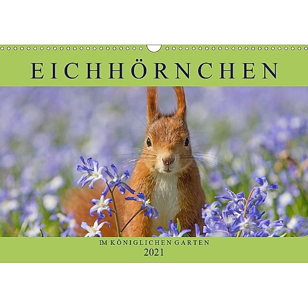 Eichhörnchen im Königlichen Garten (Wandkalender 2021 DIN A3 quer), Margret Brackhan