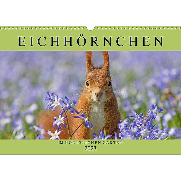 Eichhörnchen im Königlichen Garten (Wandkalender 2023 DIN A3 quer), Margret Brackhan