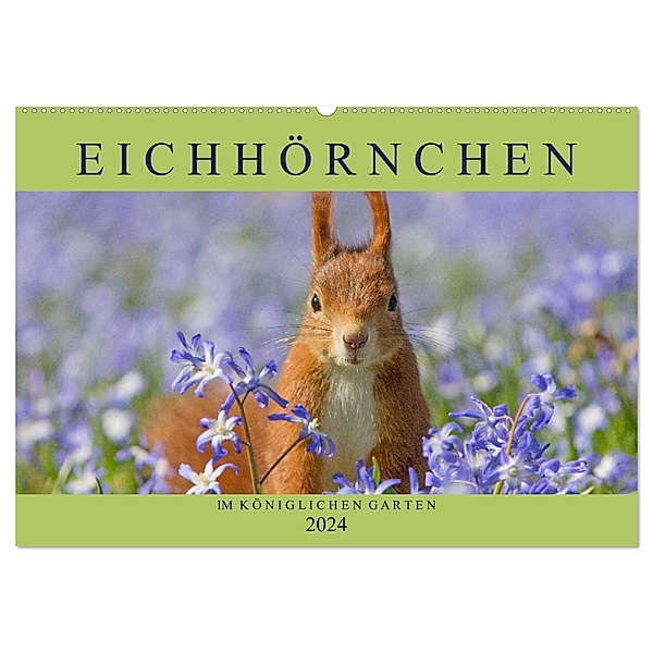 Eichhörnchen im Königlichen Garten (Wandkalender 2024 DIN A2 quer), CALVENDO Monatskalender, Margret Brackhan