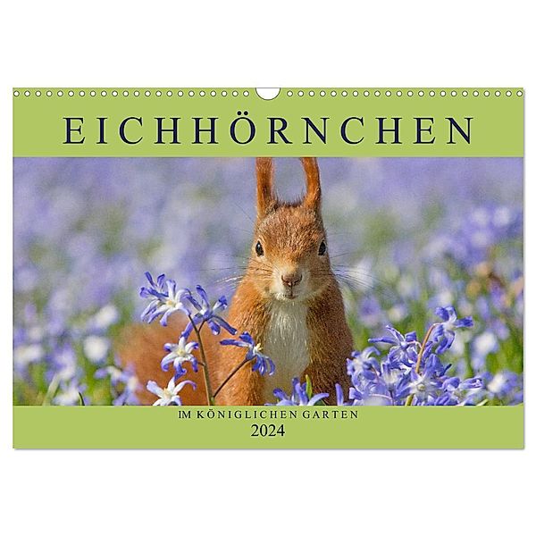 Eichhörnchen im Königlichen Garten (Wandkalender 2024 DIN A3 quer), CALVENDO Monatskalender, Margret Brackhan