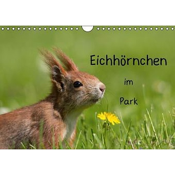 Eichhörnchen im Park (Wandkalender 2014 DIN A4 quer), Margret Brackhan