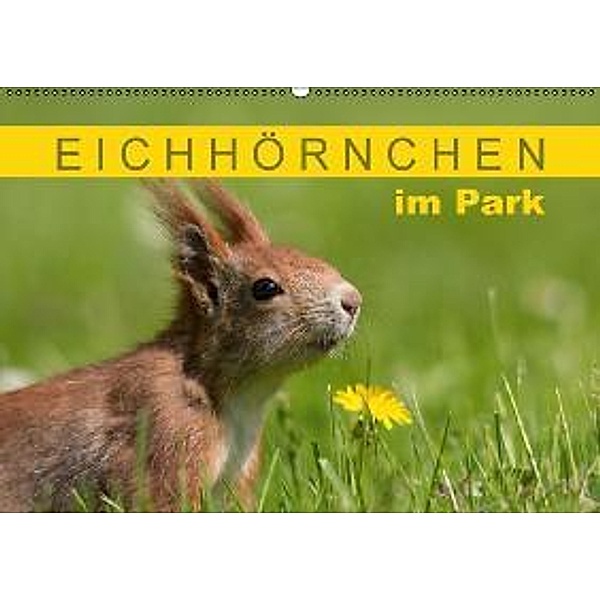 Eichhörnchen im Park (Wandkalender 2015 DIN A2 quer), Margret Brackhan