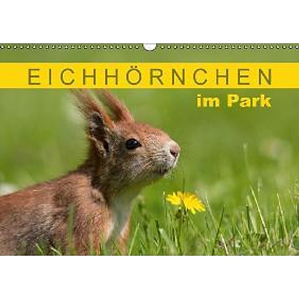 Eichhörnchen im Park (Wandkalender 2015 DIN A3 quer), Margret Brackhan
