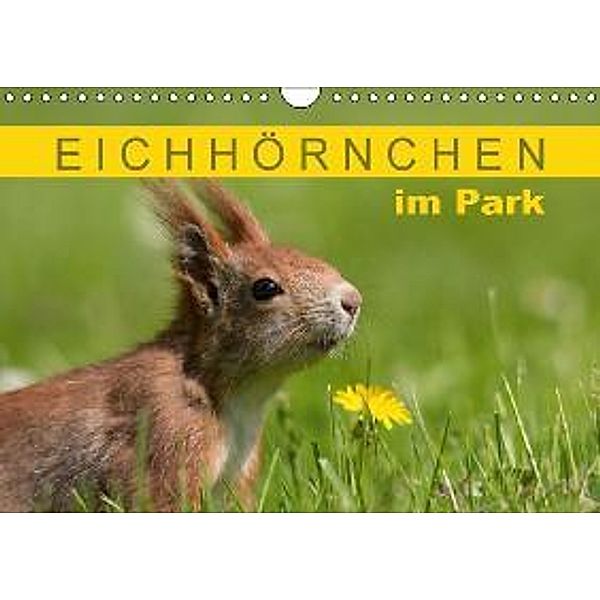 Eichhörnchen im Park (Wandkalender 2015 DIN A4 quer), Margret Brackhan