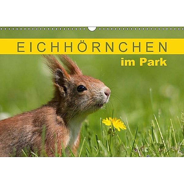Eichhörnchen im Park (Wandkalender 2017 DIN A3 quer), Margret Brackhan