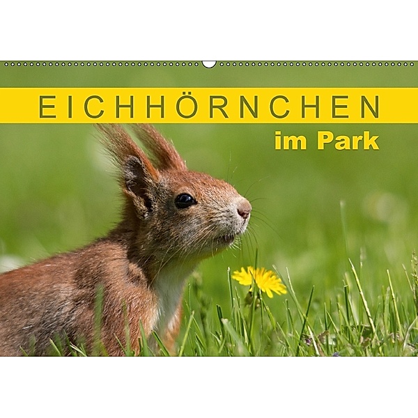 Eichhörnchen im Park (Wandkalender 2018 DIN A2 quer), Margret Brackhan