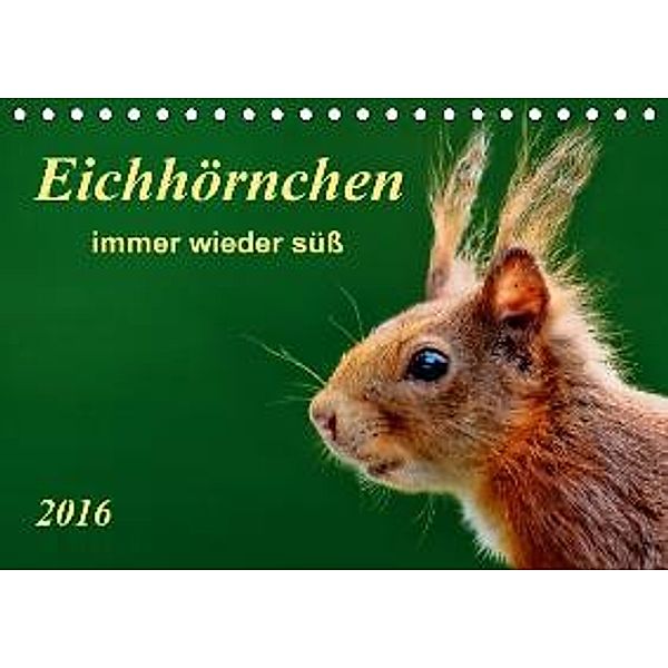 Eichhörnchen - immer wieder süß (Tischkalender 2016 DIN A5 quer), Peter Roder