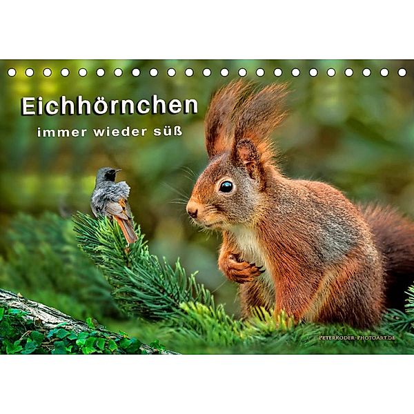 Eichhörnchen - immer wieder süß (Tischkalender 2023 DIN A5 quer), Peter Roder