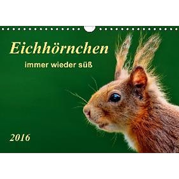 Eichhörnchen - immer wieder süß (Wandkalender 2016 DIN A4 quer), Peter Roder