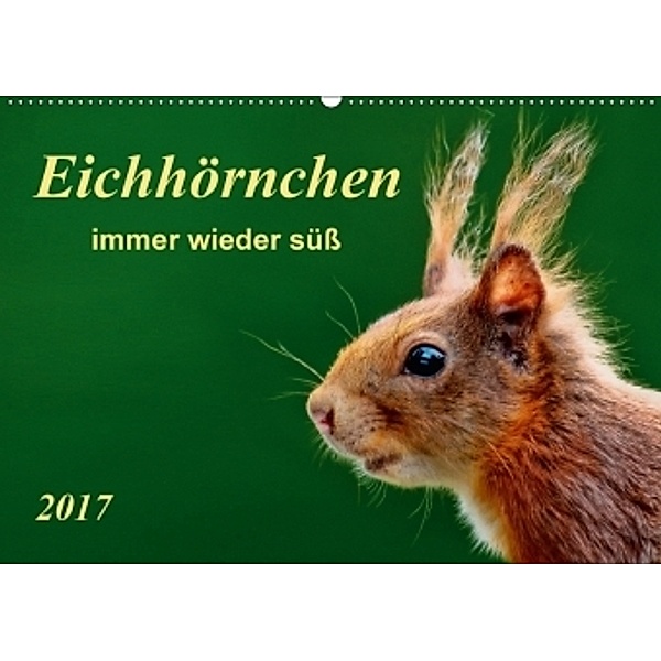 Eichhörnchen - immer wieder süß (Wandkalender 2017 DIN A2 quer), Peter Roder