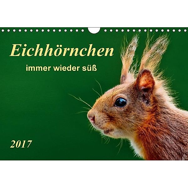 Eichhörnchen - immer wieder süß (Wandkalender 2017 DIN A4 quer), Peter Roder