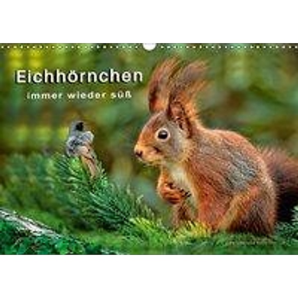 Eichhörnchen - immer wieder süß (Wandkalender 2019 DIN A3 quer), Peter Roder