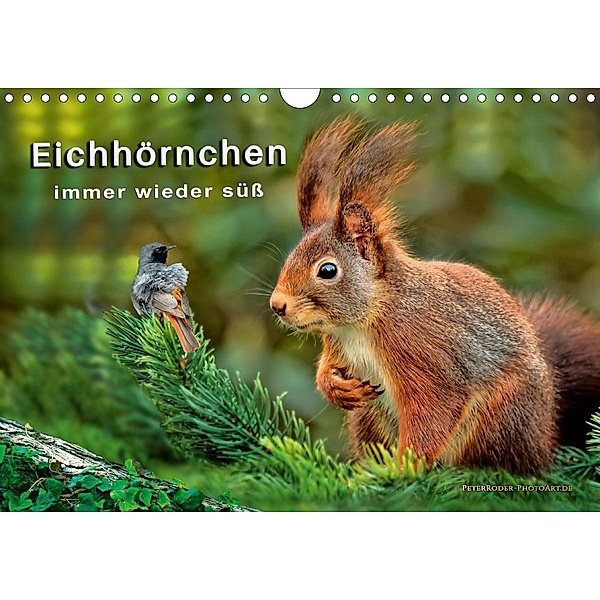 Eichhörnchen - immer wieder süß (Wandkalender 2020 DIN A4 quer), Peter Roder
