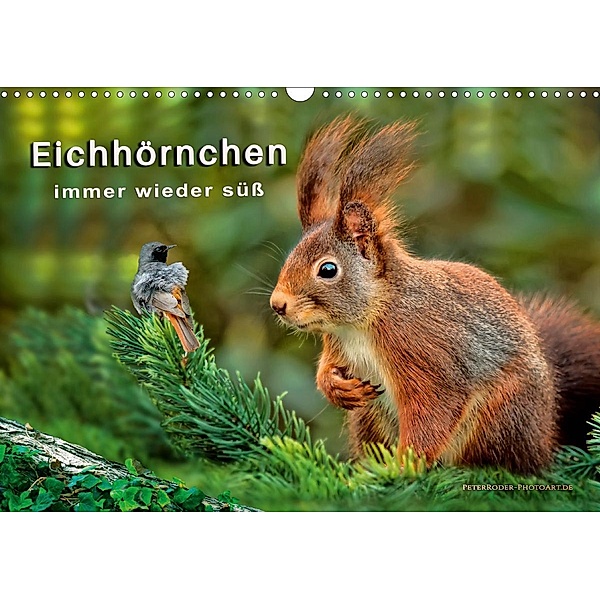 Eichhörnchen - immer wieder süß (Wandkalender 2020 DIN A3 quer), Peter Roder