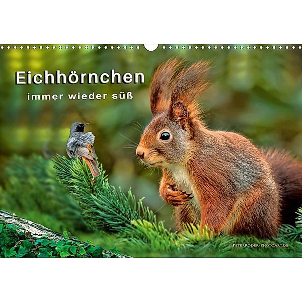 Eichhörnchen - immer wieder süß (Wandkalender 2021 DIN A3 quer), Peter Roder