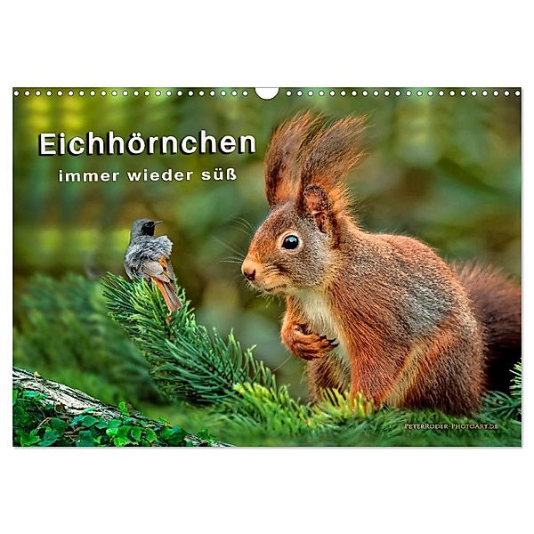 Eichhörnchen - immer wieder süss (Wandkalender 2024 DIN A3 quer), CALVENDO Monatskalender, Peter Roder