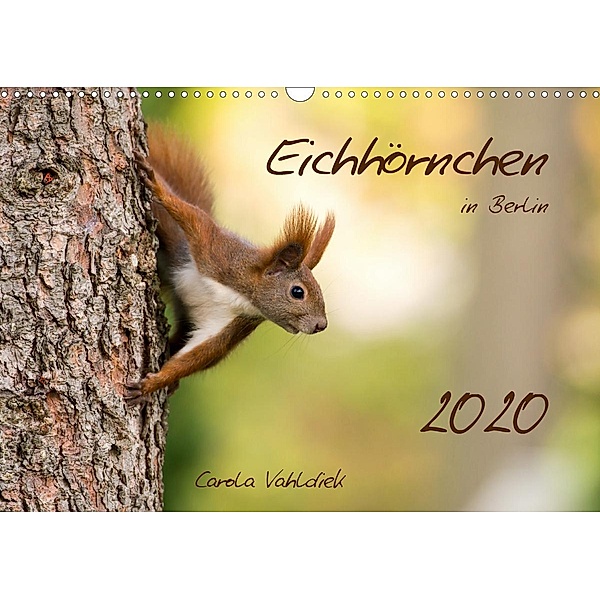 Eichhörnchen in Berlin (Wandkalender 2020 DIN A3 quer), Carola Vahldiek