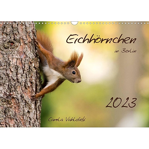 Eichhörnchen in Berlin (Wandkalender 2023 DIN A3 quer), Carola Vahldiek