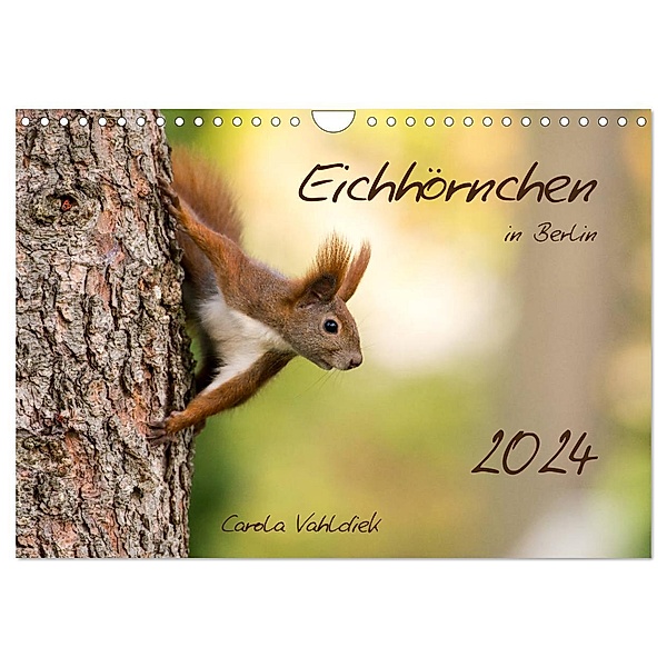 Eichhörnchen in Berlin (Wandkalender 2024 DIN A4 quer), CALVENDO Monatskalender, Carola Vahldiek