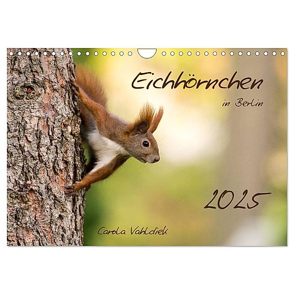 Eichhörnchen in Berlin (Wandkalender 2025 DIN A4 quer), CALVENDO Monatskalender, Calvendo, Carola Vahldiek