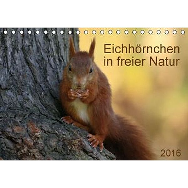 Eichhörnchen in freier Natur (Tischkalender 2016 DIN A5 quer), SchnelleWelten