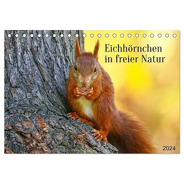 Eichhörnchen in freier Natur (Tischkalender 2024 DIN A5 quer), CALVENDO Monatskalender, Schnellewelten