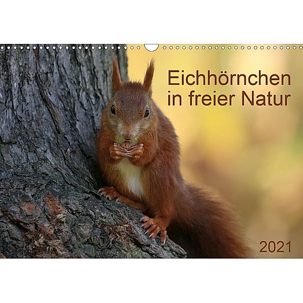 Eichhörnchen in freier Natur (Wandkalender 2021 DIN A3 quer), Schnellewelten