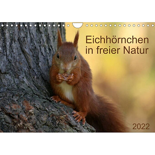 Eichhörnchen in freier Natur (Wandkalender 2022 DIN A4 quer), SchnelleWelten