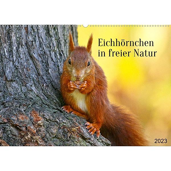 Eichhörnchen in freier Natur (Wandkalender 2023 DIN A2 quer), Schnellewelten