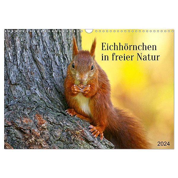 Eichhörnchen in freier Natur (Wandkalender 2024 DIN A3 quer), CALVENDO Monatskalender, Schnellewelten