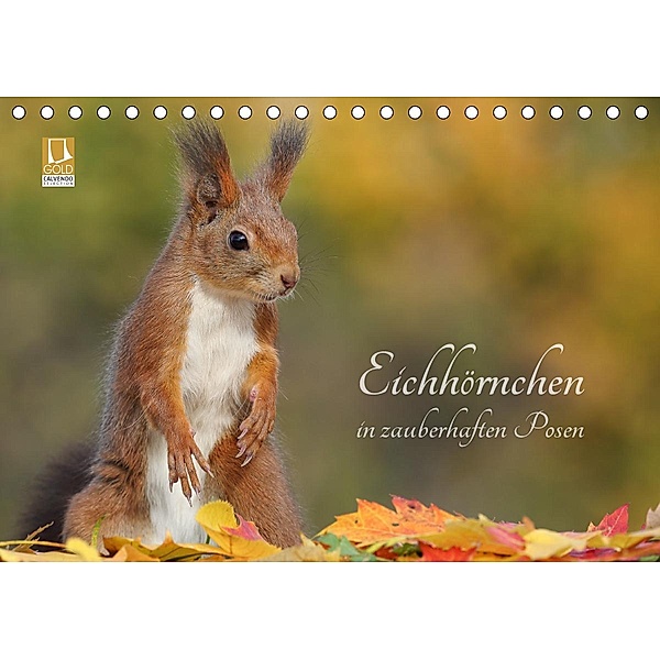 Eichhörnchen in zauberhaften Posen (Tischkalender 2021 DIN A5 quer), Tine Meier
