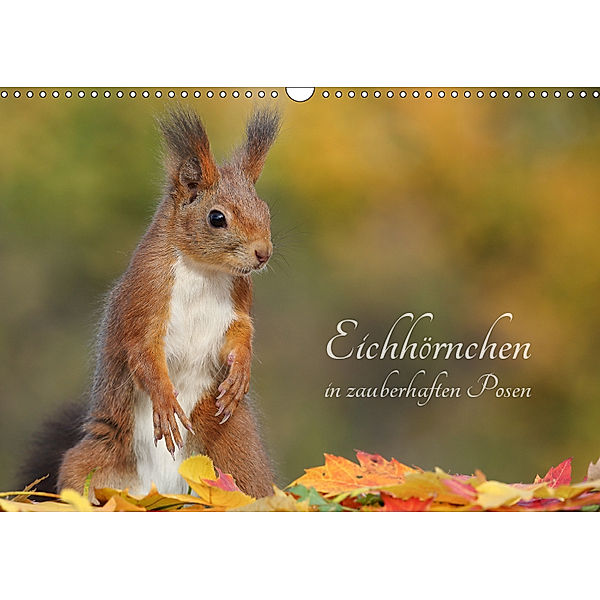 Eichhörnchen in zauberhaften Posen (Wandkalender 2019 DIN A3 quer), Tine Meier