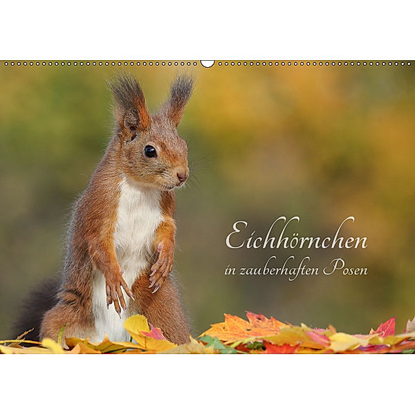 Eichhörnchen in zauberhaften Posen (Wandkalender 2019 DIN A2 quer), Tine Meier