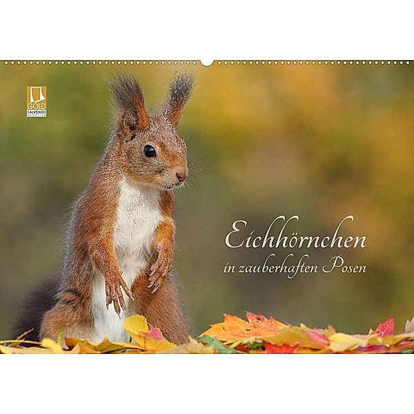 Eichhörnchen in zauberhaften Posen (Wandkalender 2023 DIN A2 quer), Tine Meier