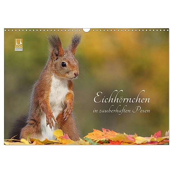 Eichhörnchen in zauberhaften Posen (Wandkalender 2024 DIN A3 quer), CALVENDO Monatskalender, Tine Meier