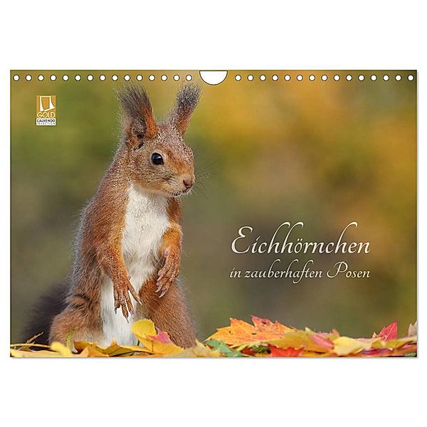 Eichhörnchen in zauberhaften Posen (Wandkalender 2024 DIN A4 quer), CALVENDO Monatskalender, Tine Meier