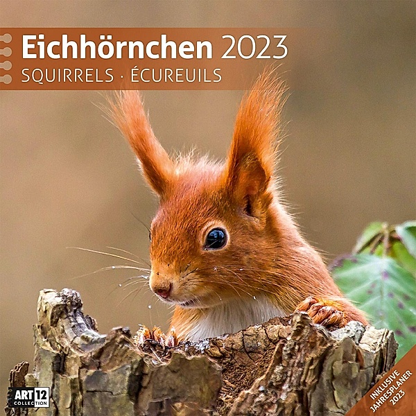 Eichhörnchen Kalender 2023 - 30x30, Ackermann Kunstverlag