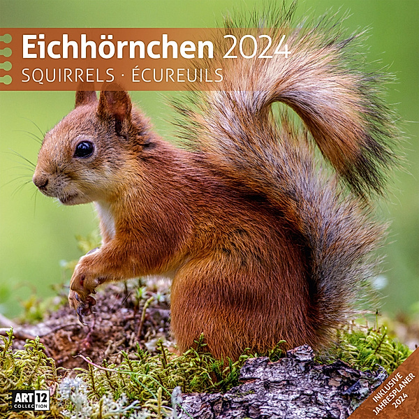 Eichhörnchen Kalender 2024 - 30x30, Ackermann Kunstverlag