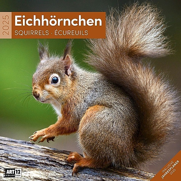 Eichhörnchen Kalender 2025 - 30x30, Ackermann Kunstverlag