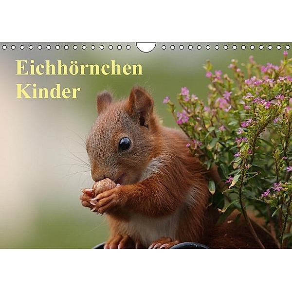 Eichhörnchen Kinder (Wandkalender 2017 DIN A4 quer), Tine Meier