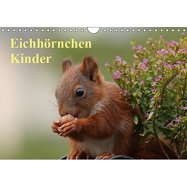 Eichhörnchen Kinder (Wandkalender 2019 DIN A4 quer), Tine Meier