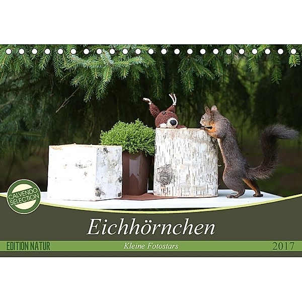 Eichhörnchen - Kleine Fotostars (Tischkalender 2017 DIN A5 quer), Birgit Cerny