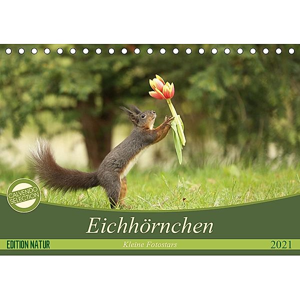 Eichhörnchen - Kleine Fotostars (Tischkalender 2021 DIN A5 quer), Birgit Cerny