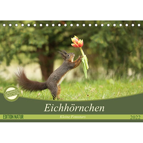 Eichhörnchen - Kleine Fotostars (Tischkalender 2022 DIN A5 quer), Birgit Cerny