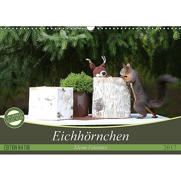 Eichhörnchen - Kleine Fotostars (Wandkalender 2017 DIN A3 quer), Birgit Cerny