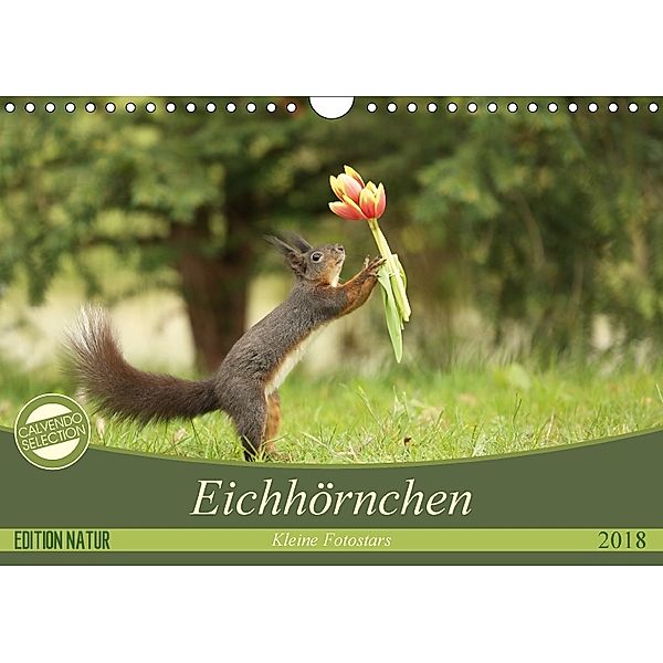 Eichhörnchen - Kleine Fotostars (Wandkalender 2018 DIN A4 quer) Dieser erfolgreiche Kalender wurde dieses Jahr mit gleic, Birgit Cerny