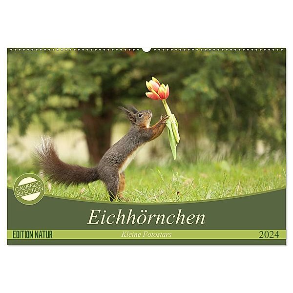 Eichhörnchen - Kleine Fotostars (Wandkalender 2024 DIN A2 quer), CALVENDO Monatskalender, Birgit Cerny